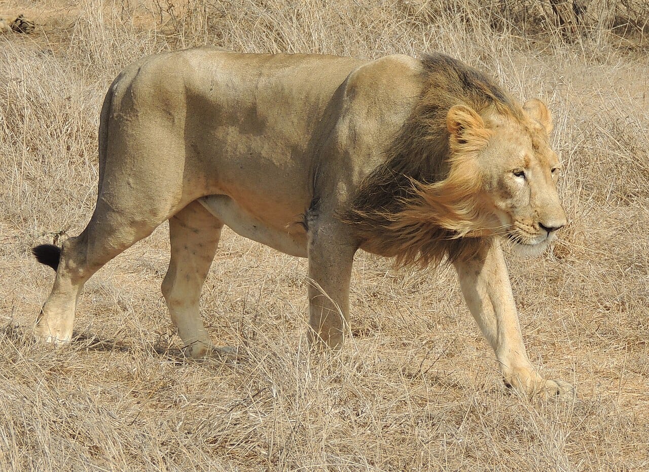 Asiatic lions in the Gir Forest of Gujarat, the only wild population outside Africa. They are slightly smaller than African lions and typically have a sparser mane and a distinctive fold of skin along the belly.