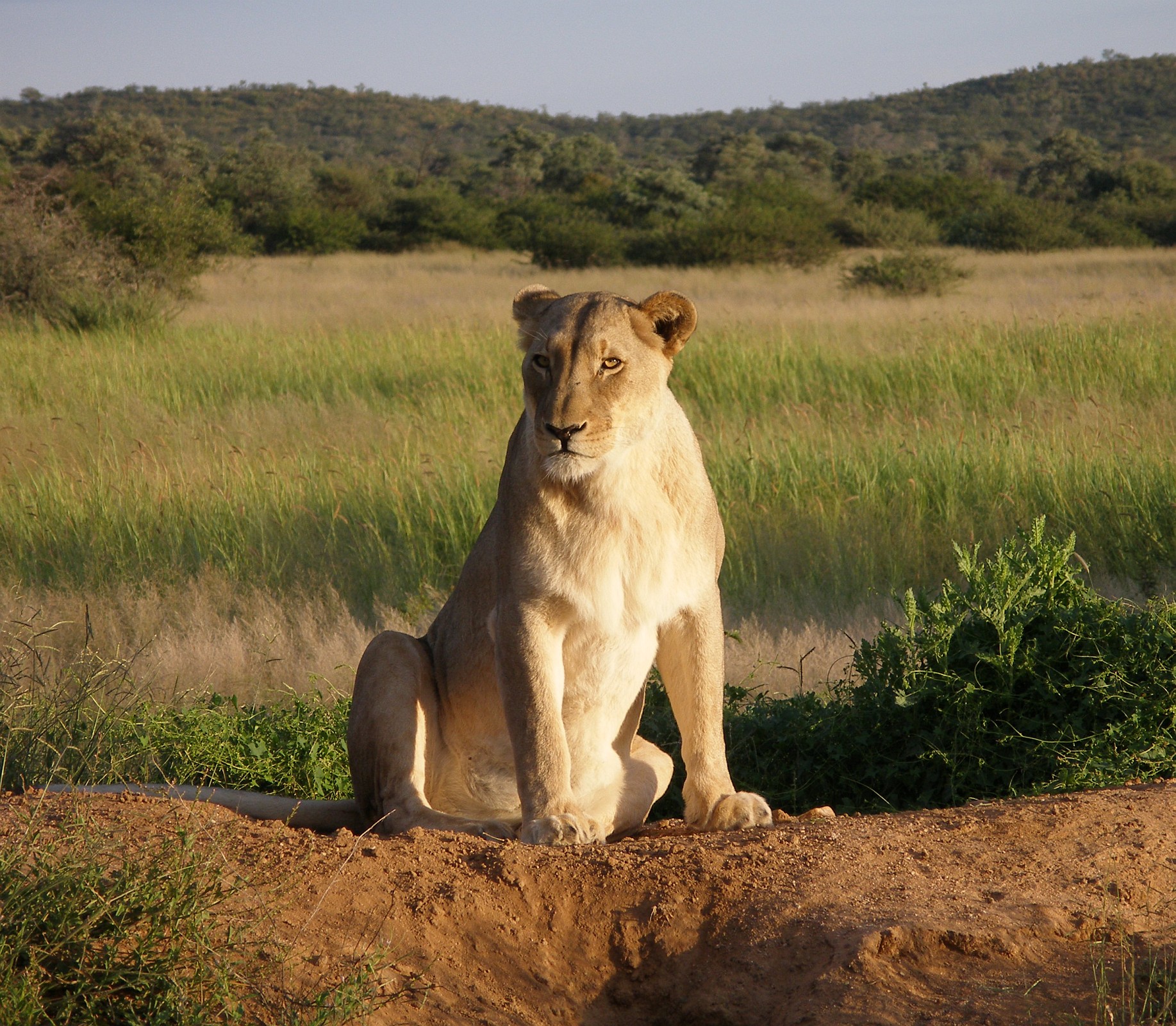 A lioness at Okonjima, Namibia; females lack the male's mane and do most of a pride's hunting. Credit: Falense (CC BY-SA 3.0).