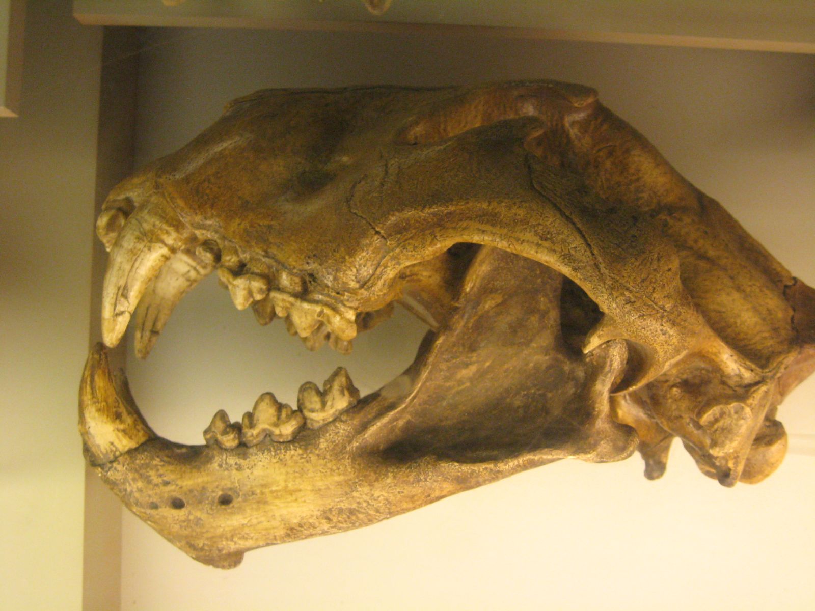 A reconstruction of a Late Pleistocene cave lion, a close relative that ranged across Ice Age Eurasia. Credit: Claire H. (CC BY-SA 2.0).