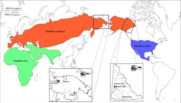 The approximate distribution of late Pleistocene lions; red marks the maximum range. Credit: Ross Barnett et al. (CC BY-SA 3.0).