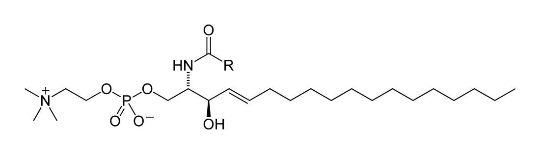 A sphingolipid. Membrane lipids have a water-attracting head and water-repelling tails, which is what causes them to assemble into bilayers.
