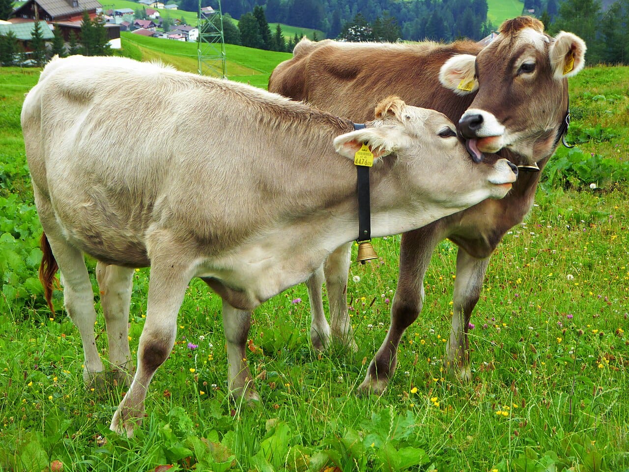 Cattle at pasture. Ruminants convert grass, which humans cannot digest, into meat and milk, which is the original function of livestock and the strongest argument for them.
