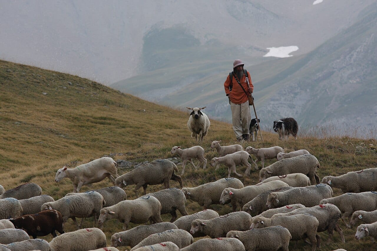A flock at pasture. Sheep and goats were among the earliest domesticated livestock and remain the most widely kept in marginal terrain.