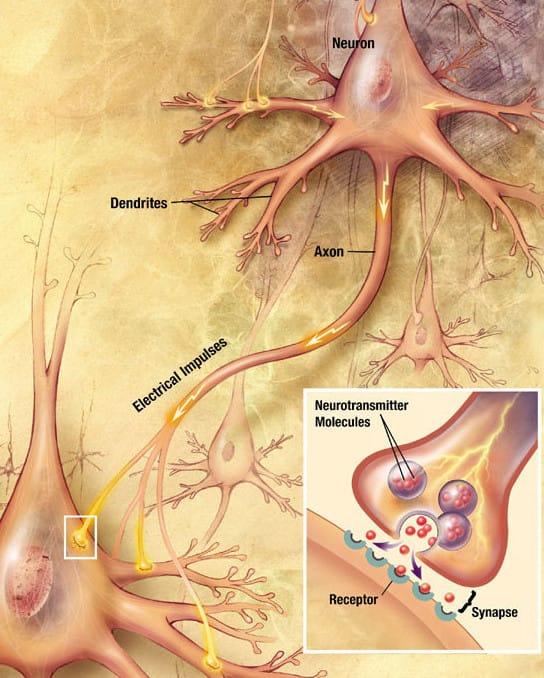 A chemical synapse. The NMDA receptor opens only when transmitter release coincides with depolarisation of the receiving cell, which is Hebb's rule implemented in a single molecule.