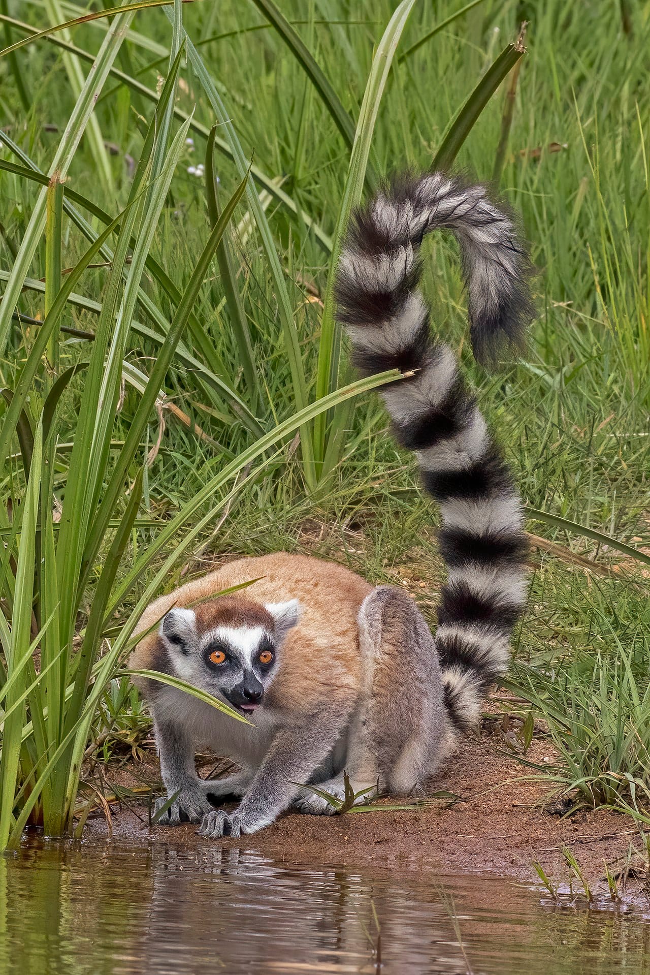 A ring-tailed lemur, one of the many species of these primates found only on Madagascar. Isolated for tens of millions of years, the island evolved a natural world like nowhere else on Earth, now gravely threatened by deforestation.