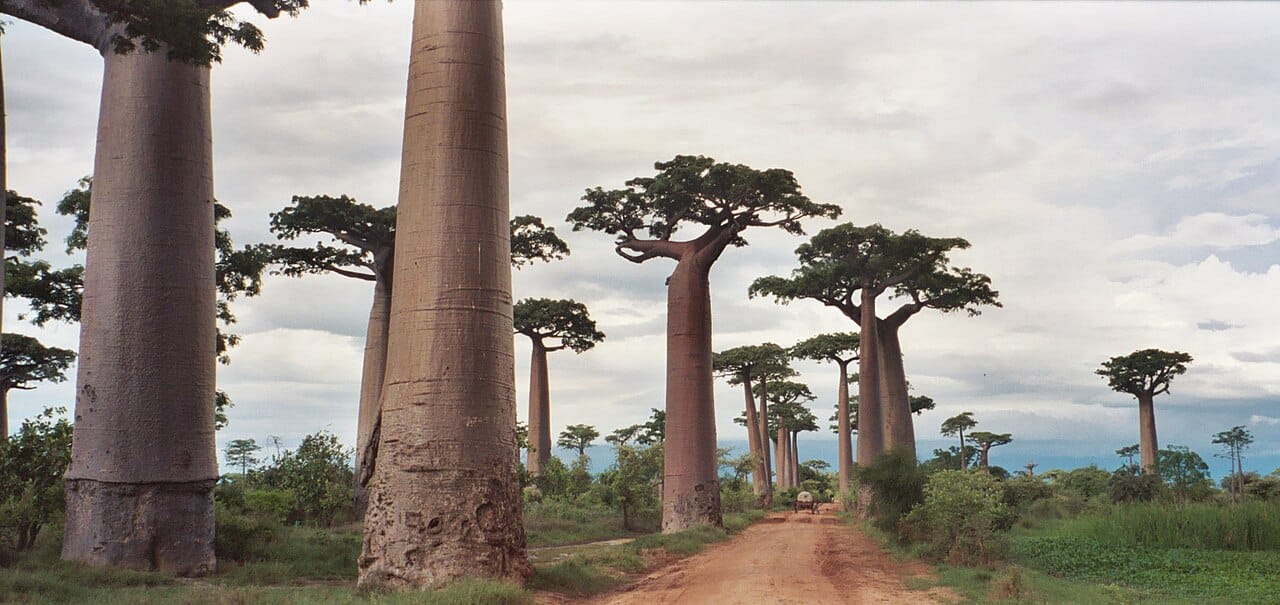 The giant baobabs of Madagascar, the swollen-trunked trees found nowhere else, seen along the famous Avenue of the Baobabs. Most of the island's plants and animals are unique to it, making it one of the world's great biodiversity hotspots.