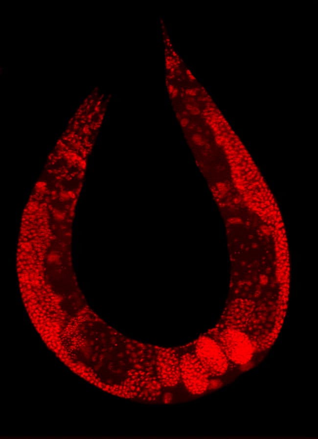 A multicellular organism. Its cells could once reproduce independently and now cannot, which is the pattern the framework identifies.