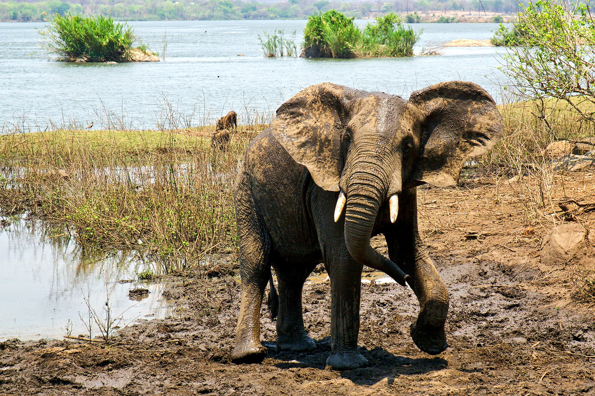 An elephant in a Malawian wildlife reserve, part of the country's efforts to protect its natural heritage. Credit: David Davies (CC BY-SA 2.0).