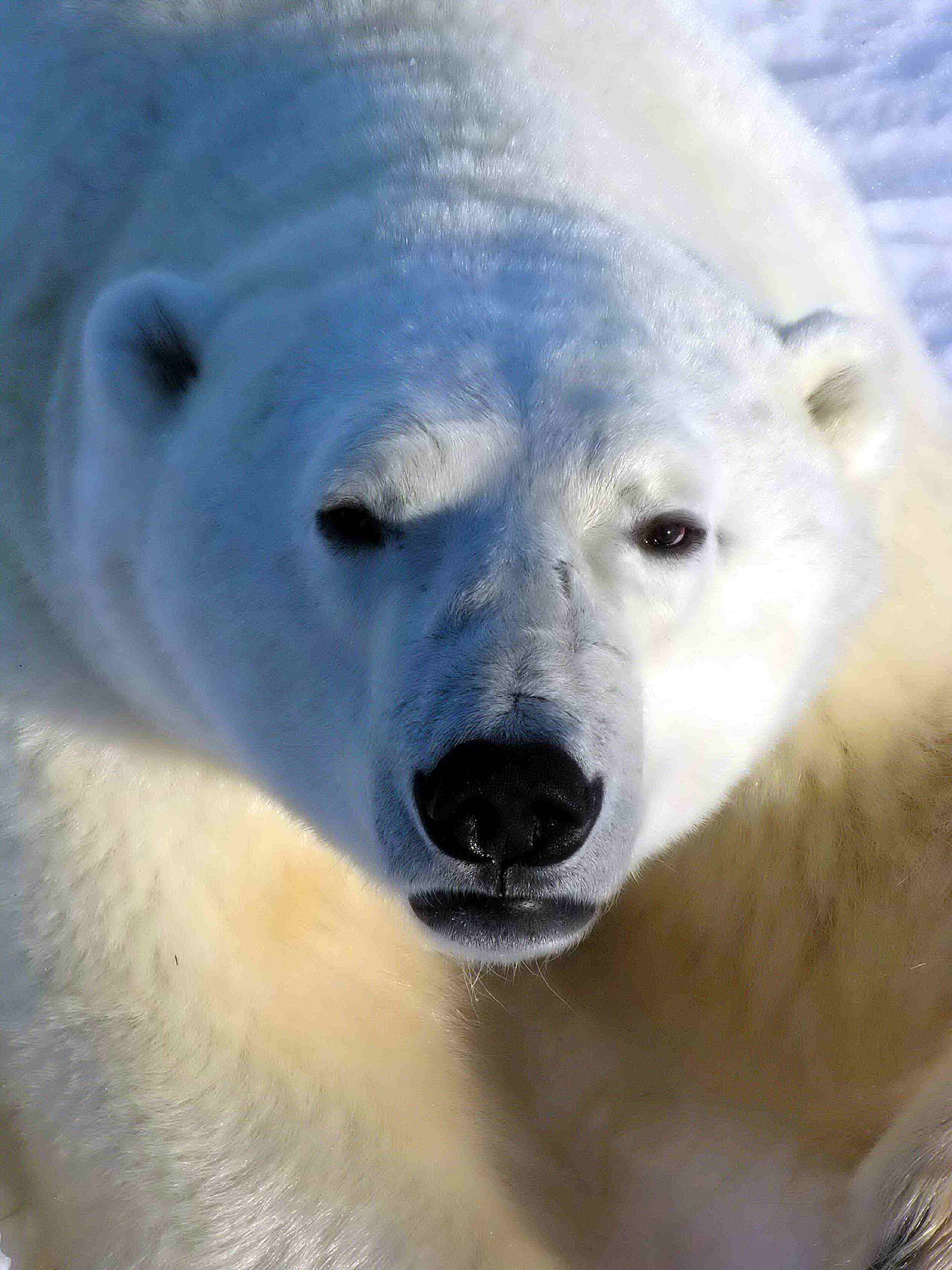 Polar bears near Churchill on the shore of Hudson Bay, in Manitoba's far north. The remote town is famous as one of the best places in the world to see the bears, which gather each autumn to wait for the sea ice to form.