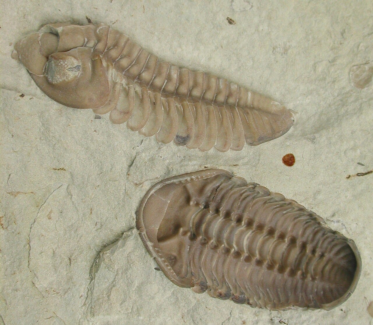 A trilobite. The group survived the end-Ordovician and the end-Devonian and was eliminated entirely at the end-Permian.