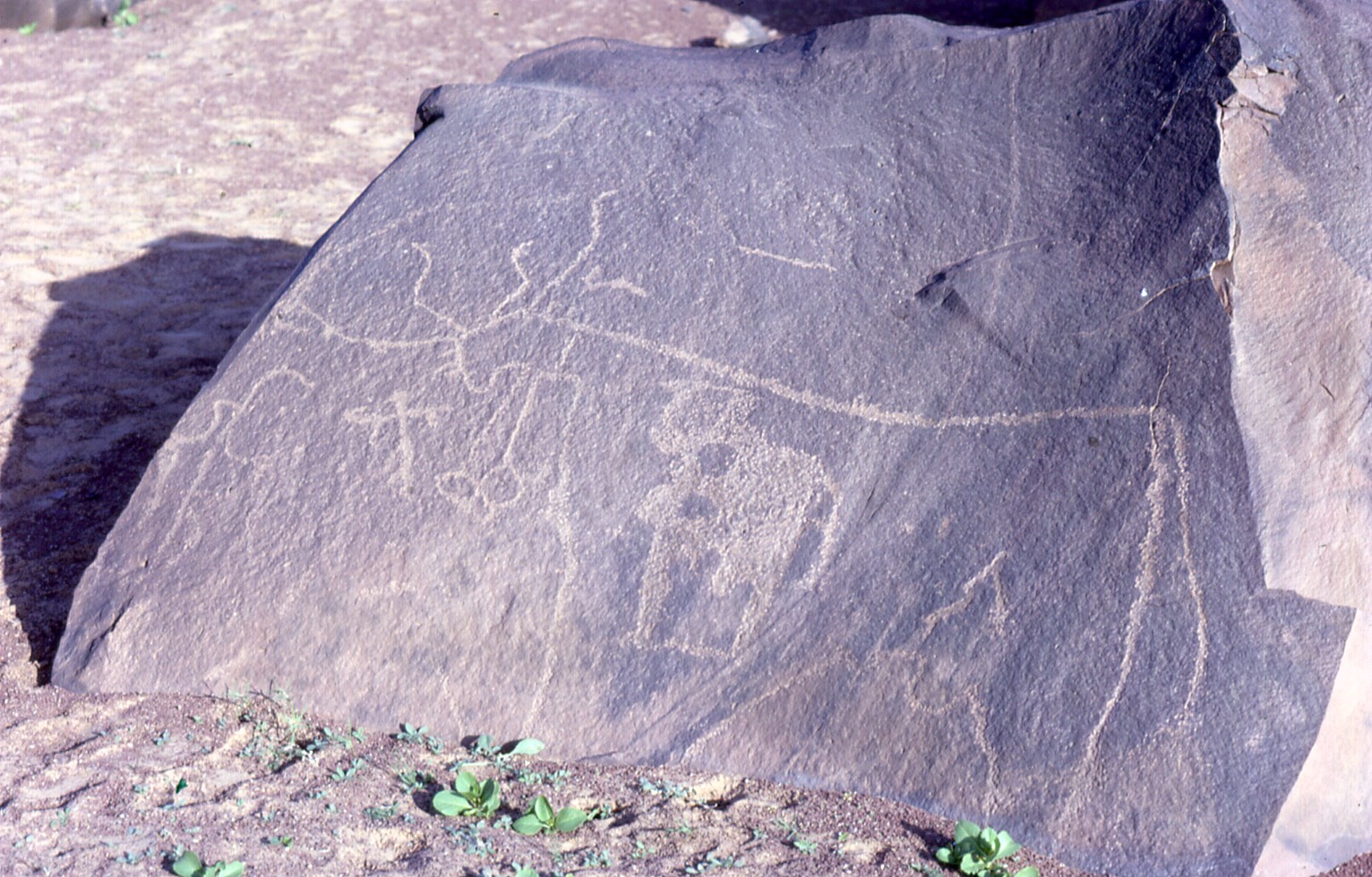 Ancient rock art in the Mauritanian Sahara, made when the desert was a greener land. Credit: gbaku (CC BY-SA 2.0).