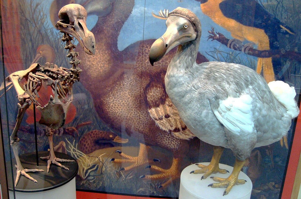 A reconstruction of the dodo, the flightless bird found only on Mauritius and hunted to extinction by the late seventeenth century. Its fate made it the world's most famous emblem of human-caused extinction.