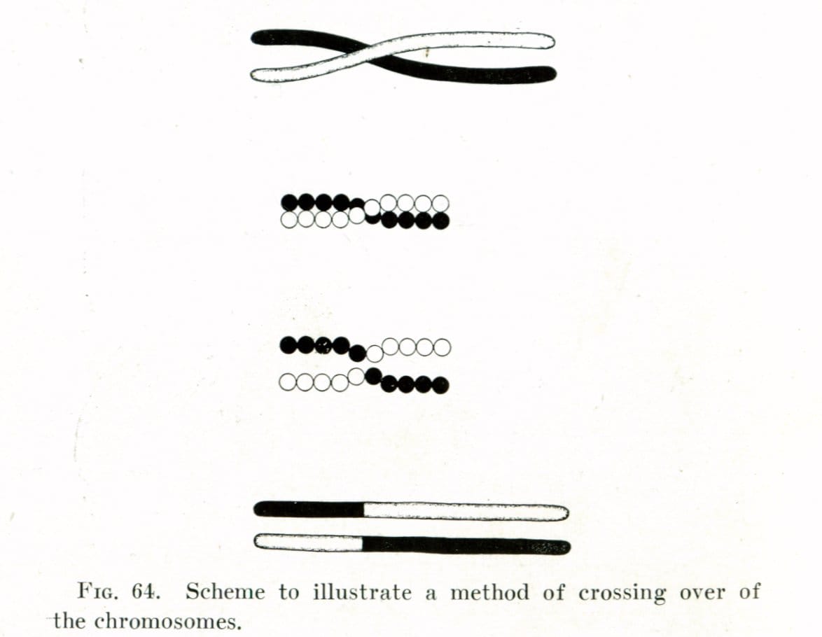 Thomas Hunt Morgan's diagram of crossing over. The frequency with which two genes separate is proportional to the distance between them, which is the basis of genetic mapping.