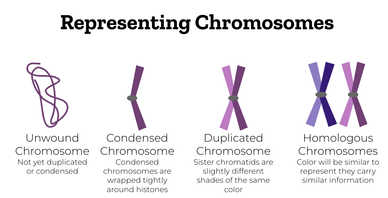 Chromosomes in pairs. Meiosis reduces the number by half so that fertilisation restores it, which is a requirement Weismann deduced before the division was observed.