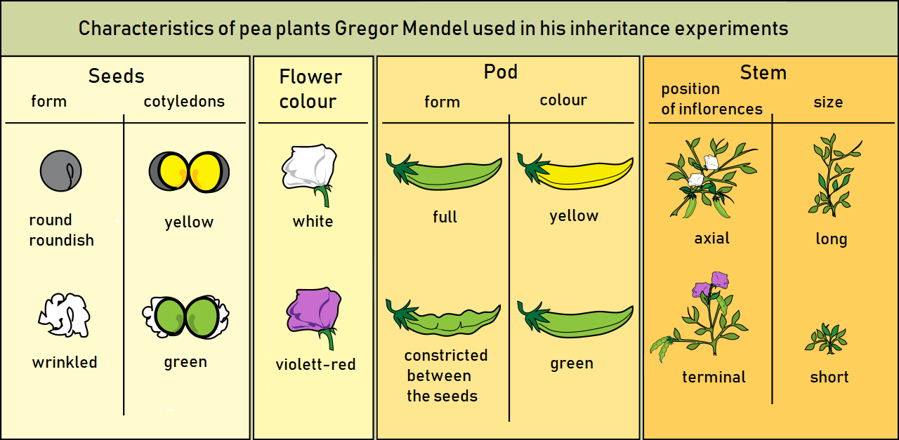 The contrasting pea-plant traits Gregor Mendel tracked in his experiments.