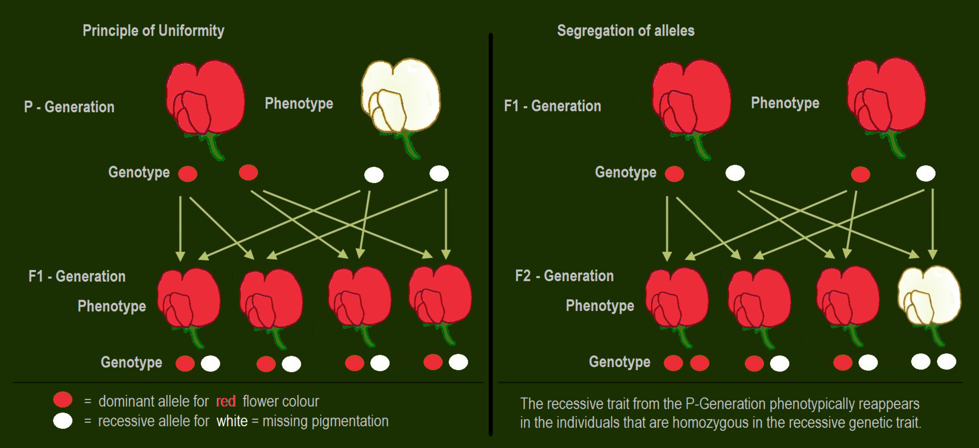 How a dominant trait appears in the first generation of a cross.