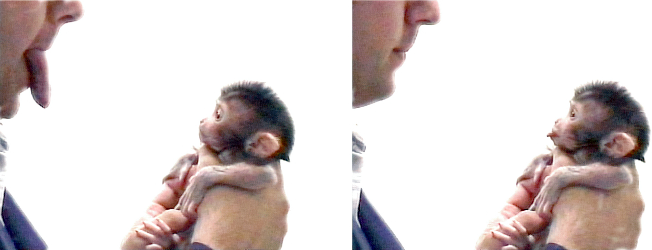 A macaque imitating a facial gesture. Neonatal imitation in monkeys and humans was among the phenomena mirror neurons were proposed to explain, and it has itself been questioned by later work.