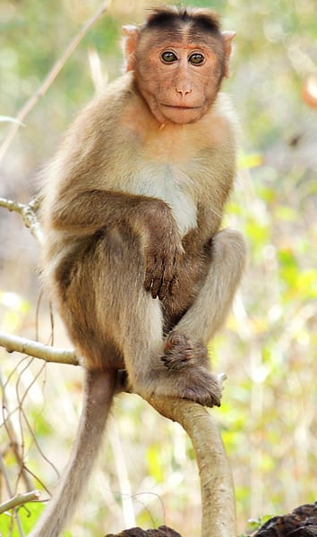 A macaque. The original recordings were made in monkeys, and the difficulty of doing equivalent single-cell work in humans is the central reason the human claims remain contested.