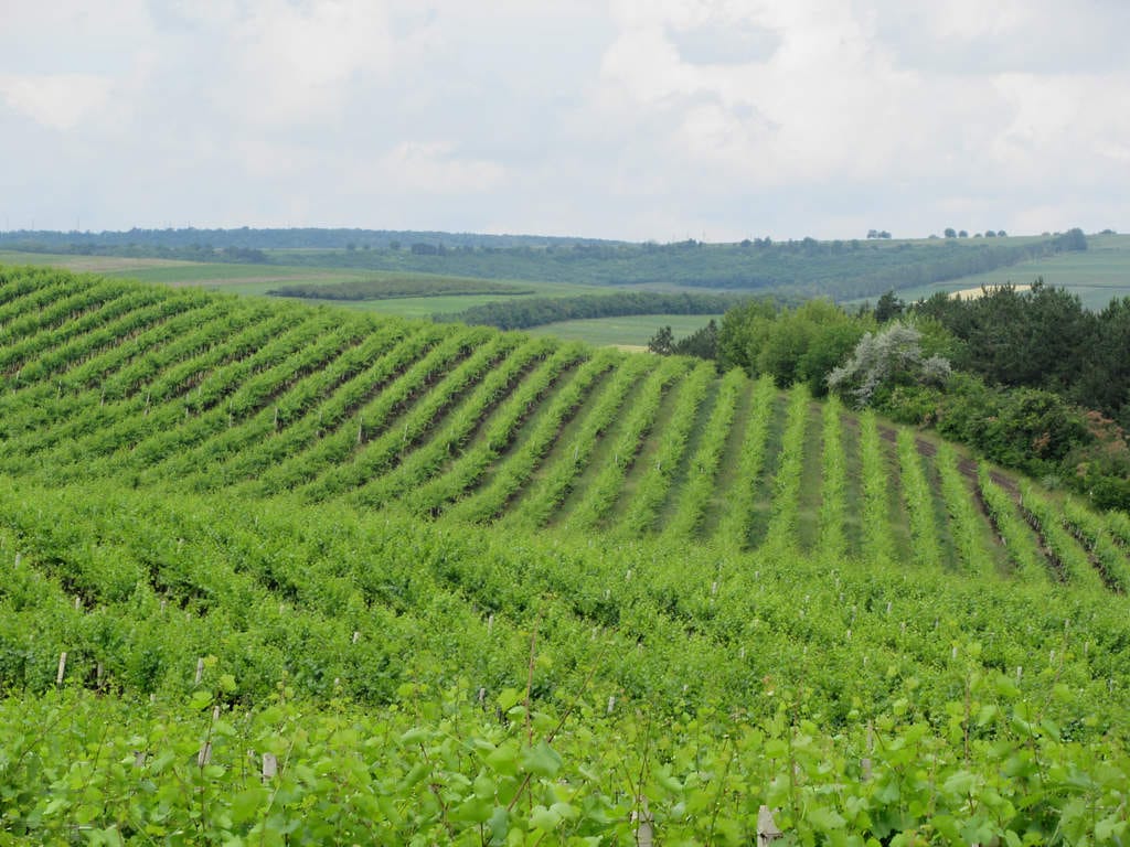A vineyard at Cricova, near the capital. Moldova is one of the most wine-soaked nations on Earth, and its vast underground cellars, holding millions of bottles in tunnels stretching for miles, are among the wonders of the winemaking world.