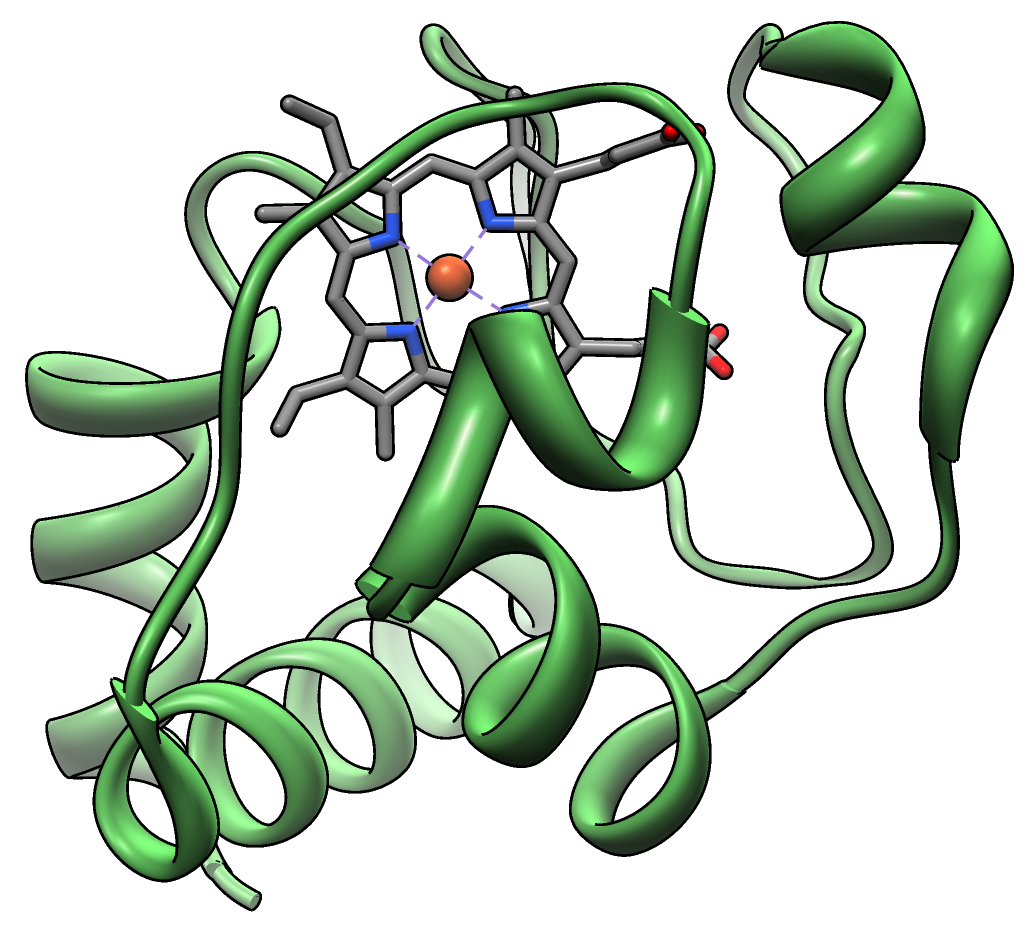 Cytochrome c. Proteins under strong functional constraint change slowly, and different molecules tick at different rates, which is why calibration is per-molecule.
