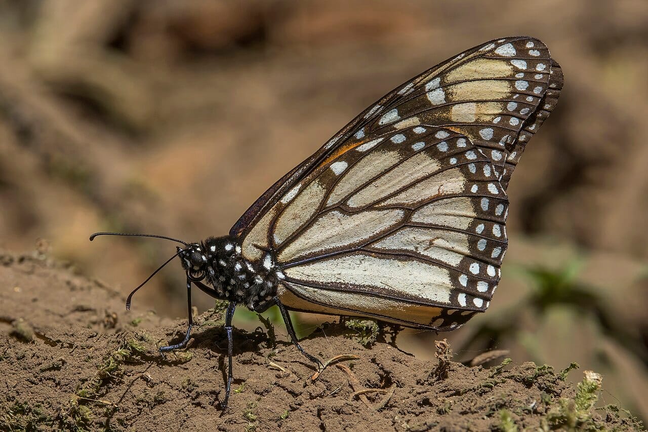 The underside of a monarch, photographed at Piedra Herrada in the State of Mexico, one of the overwintering sanctuaries. Colony size at these sites is reported as hectares of occupied forest rather than as a count of individuals.
