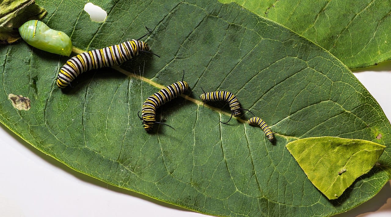 The stages from egg to chrysalis. The caterpillar moults five times, and the chrysalis is jade green with a line of metallic gold spots before it becomes transparent shortly before emergence.