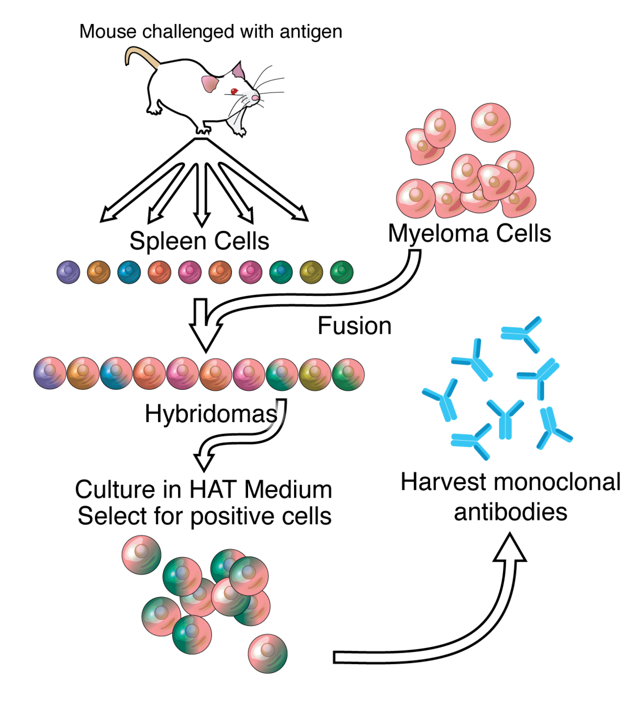 Antibodies against a target. An ordinary immune response produces many different antibodies binding different parts of the same target, which is useful in a body and unhelpful in a laboratory.