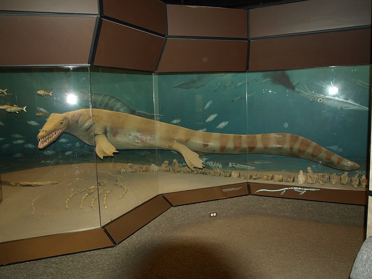 The Canadian Fossil Discovery Centre. Its collection comes from the Cretaceous shales of the nearby escarpment, deposited when a shallow sea covered the centre of the continent.