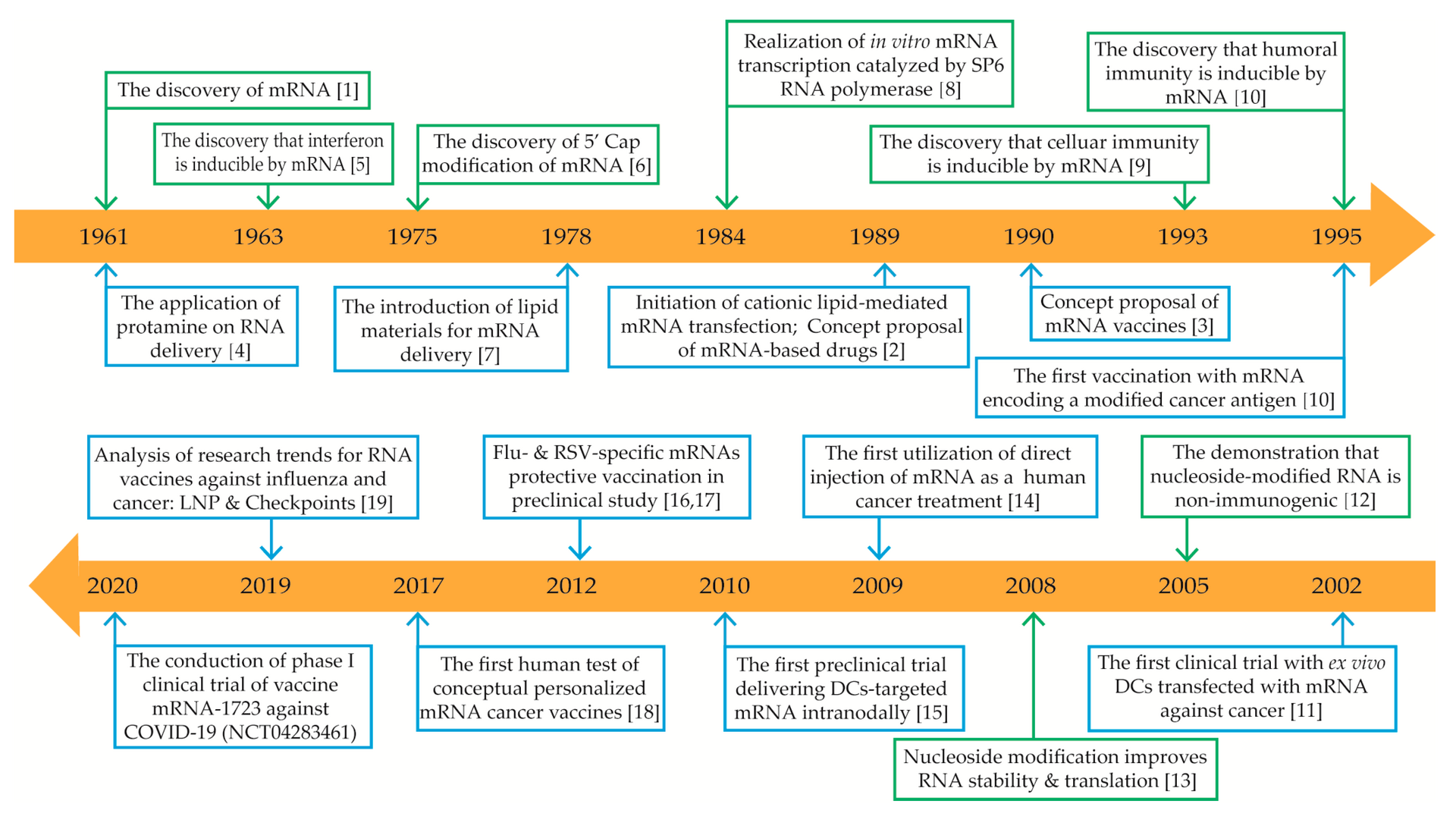 A timeline of key discoveries that made mRNA vaccines possible.