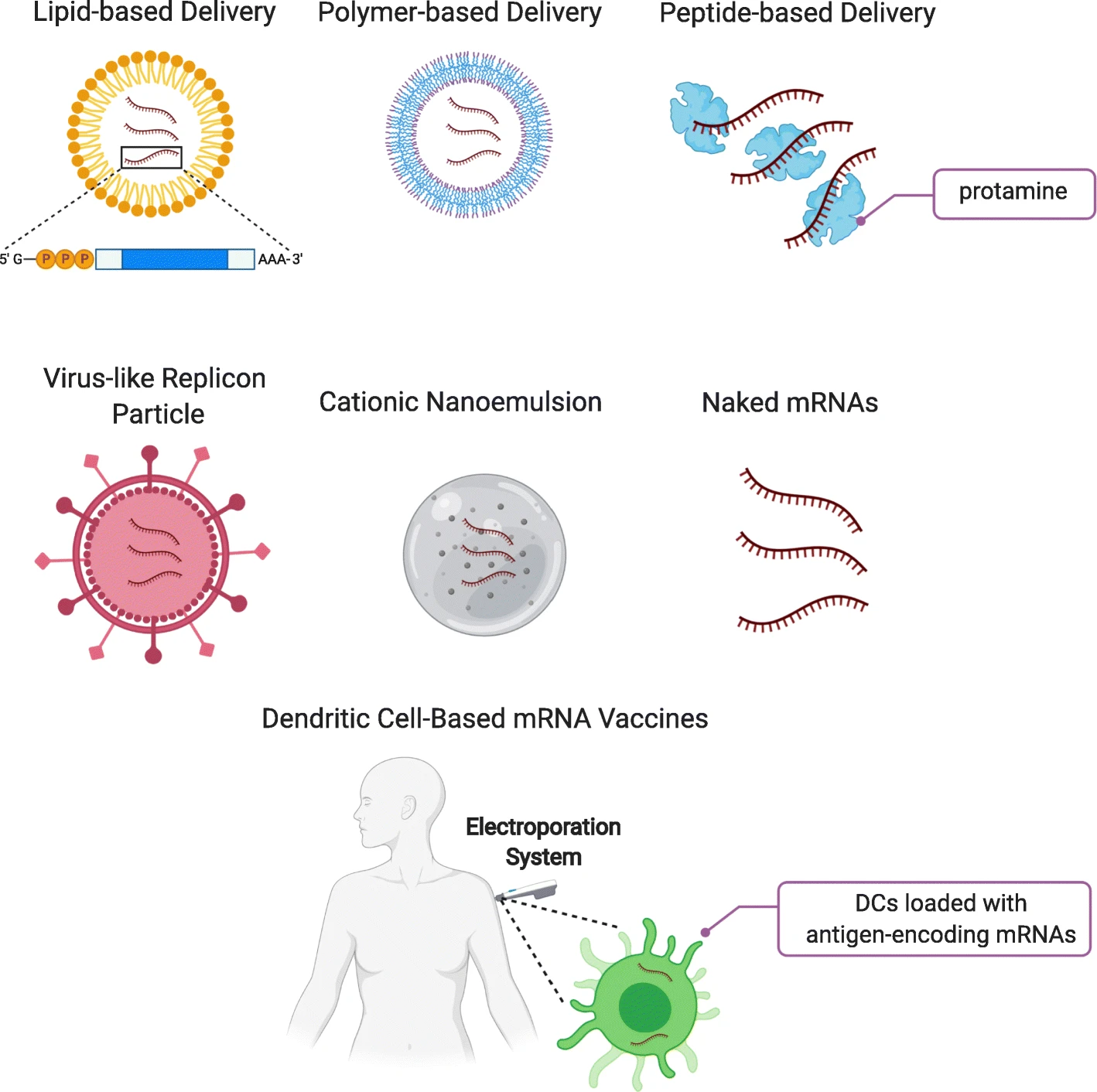 The molecular components that let an mRNA vaccine work inside the body.
