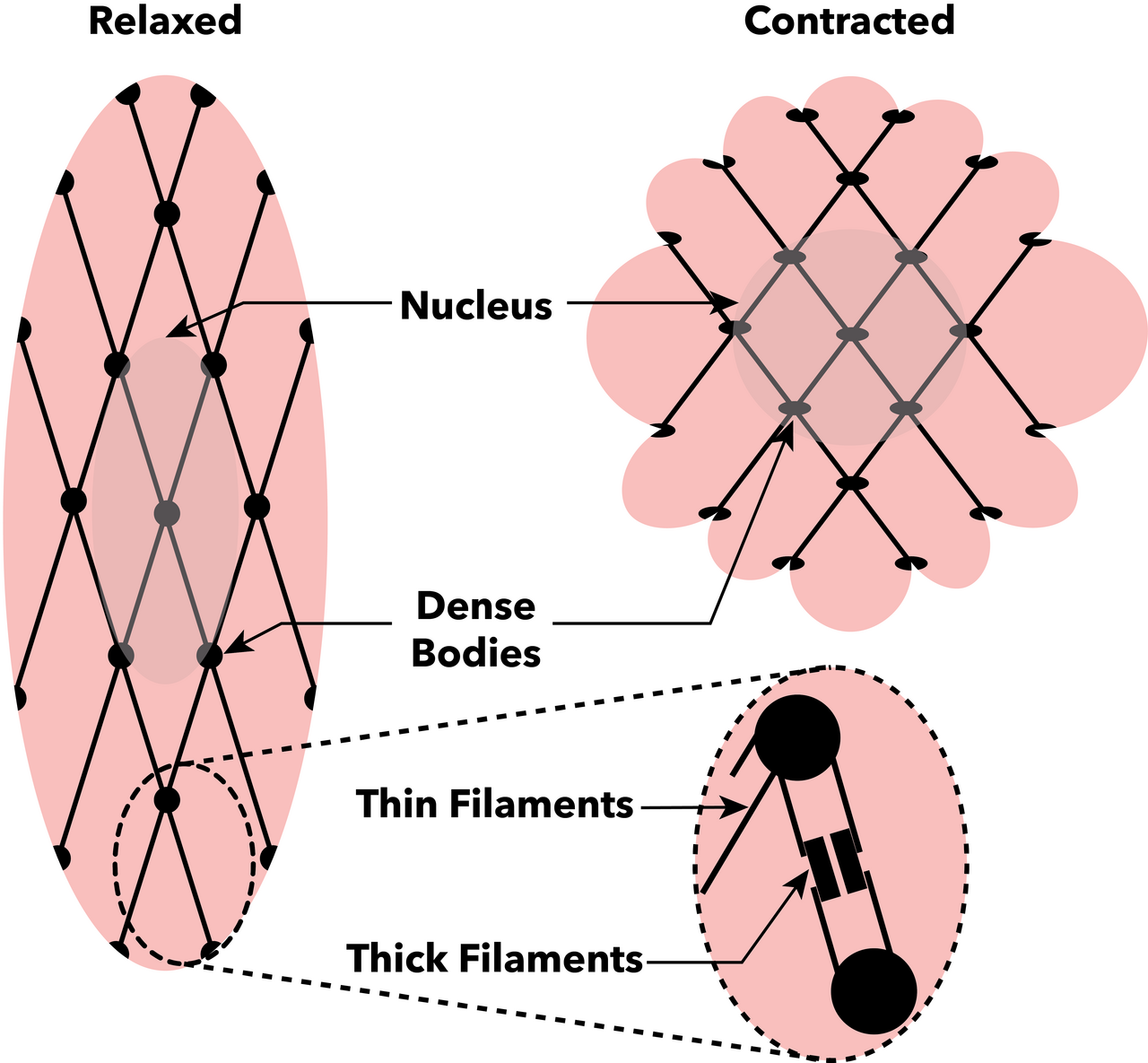 Smooth muscle contraction, which uses the same actin and myosin but a different regulatory route. It is slower, is not striated, and can hold tension for long periods at low energy cost.