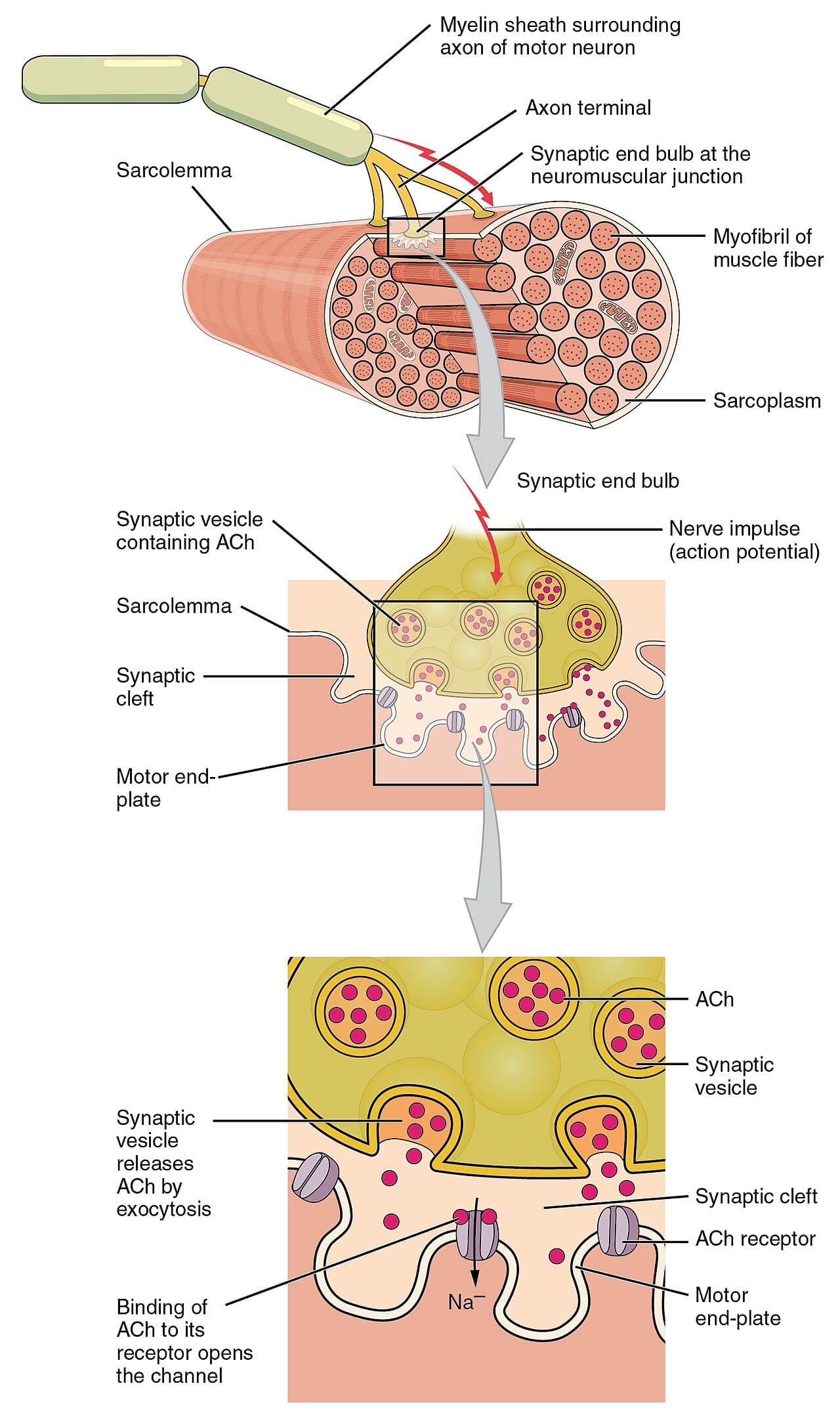 The neuromuscular junction. Acetylcholine released here depolarises the muscle fibre, and the chain from that depolarisation to a calcium release is the same in every skeletal muscle.