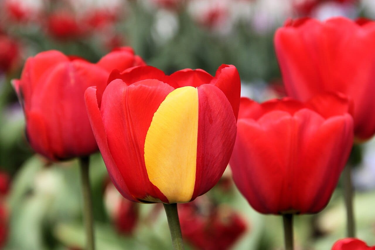 A colour variant in a tulip. Visible variation of this kind is the exception; the overwhelming majority of mutations produce no observable difference.