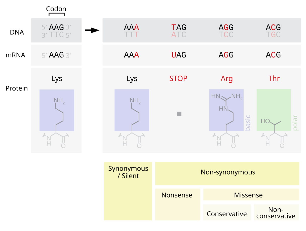 Point substitutions classified by their effect. The same single-base change can be silent, alter one amino acid, or terminate the protein early, depending entirely on where it falls.