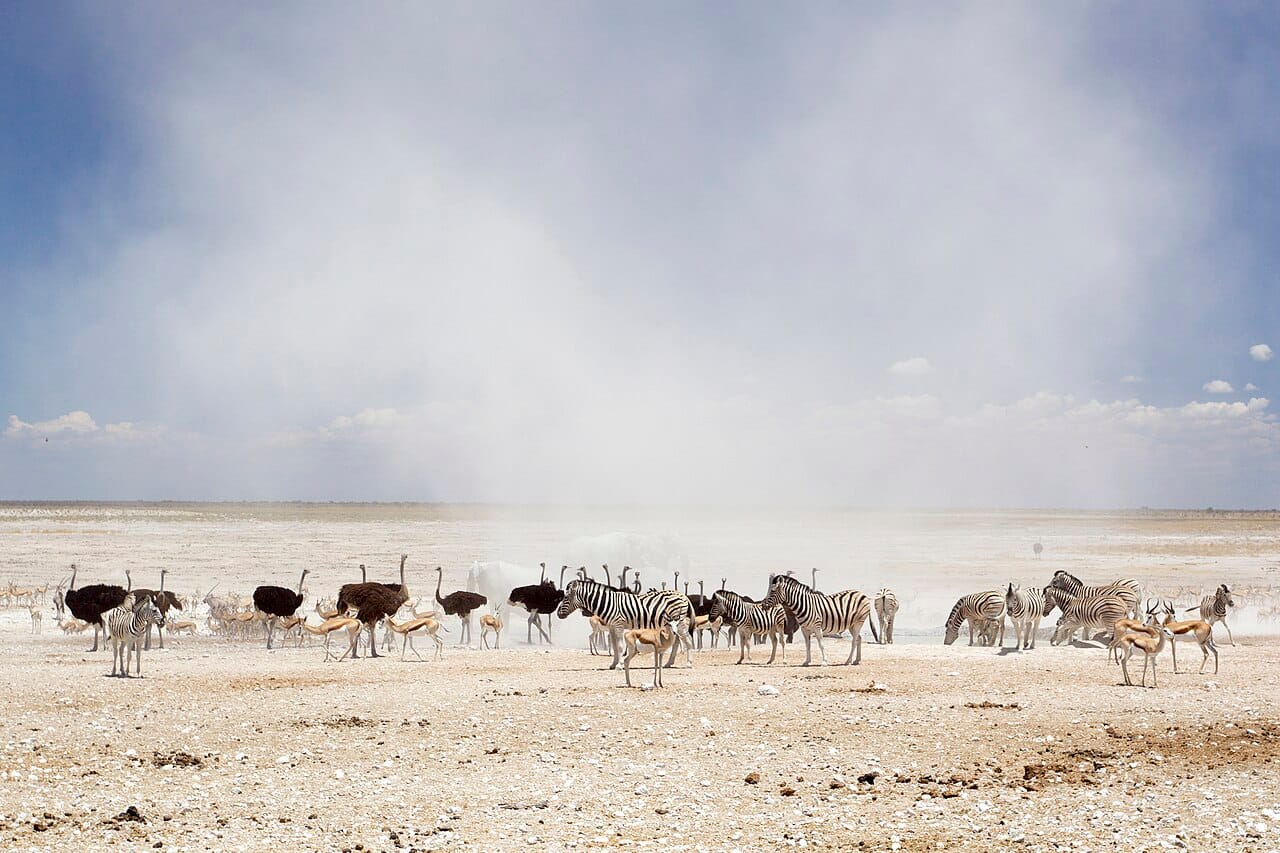 Wildlife gathering in Etosha National Park, one of Africa's great game reserves, set around a vast salt pan. Namibia has pioneered community conservation, and its careful protection of wildlife is a national point of pride.