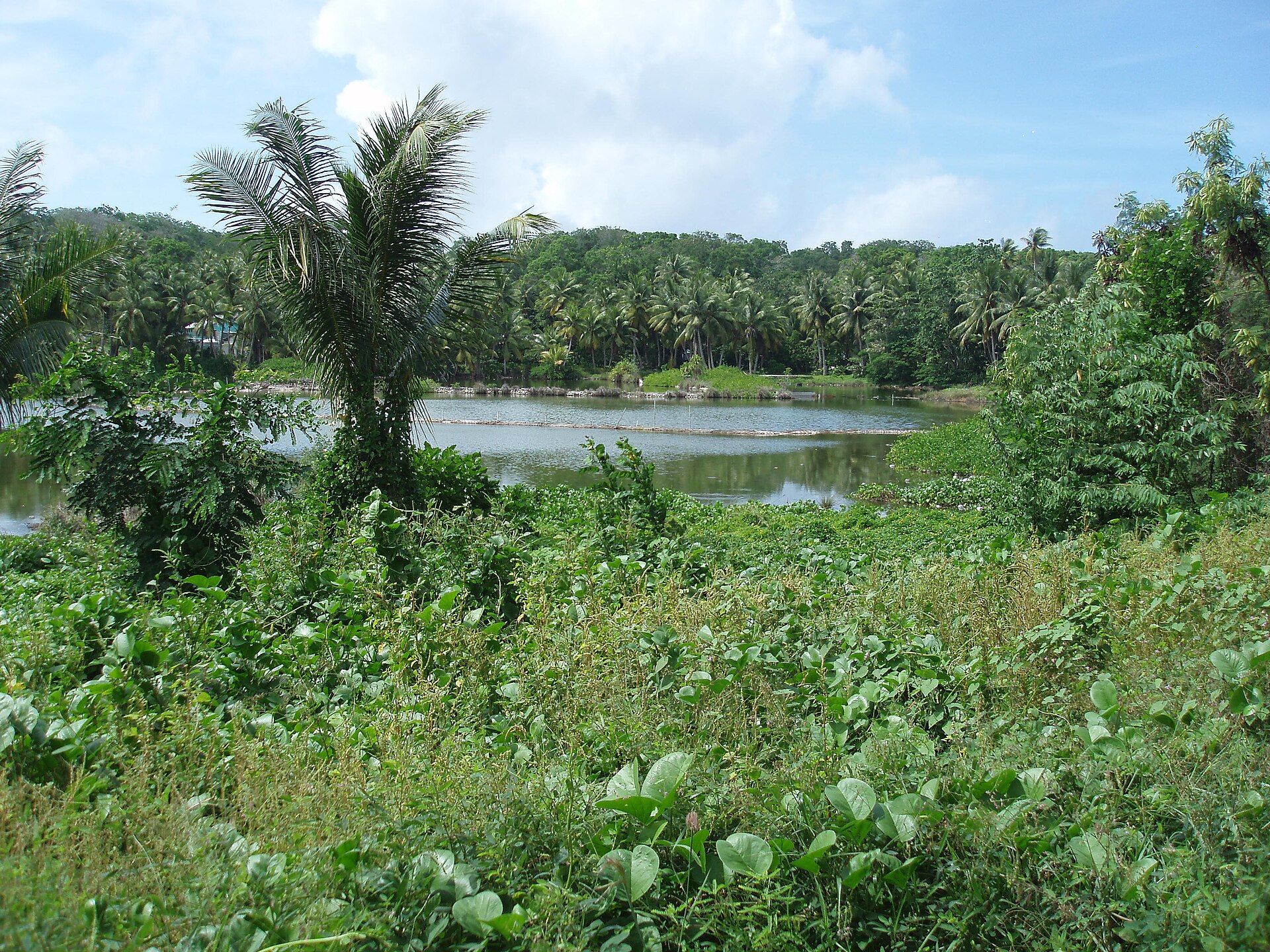 The Buada Lagoon, a rare patch of fresh water and greenery in the island's interior. Nauruans traditionally reared fish in the lagoon, and it remains one of the few fertile areas left amid the phosphate-scarred plateau.