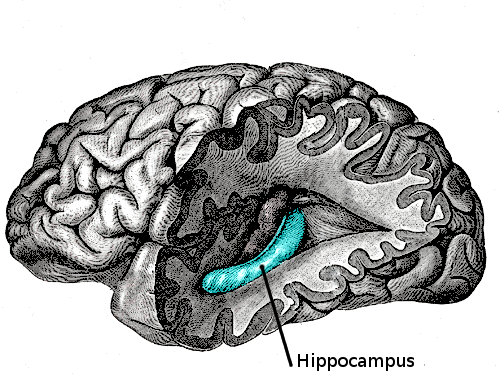 The hippocampus. Adult neurogenesis is well established here in rodents; whether it occurs in adult humans is actively disputed, with major studies reaching opposite conclusions.