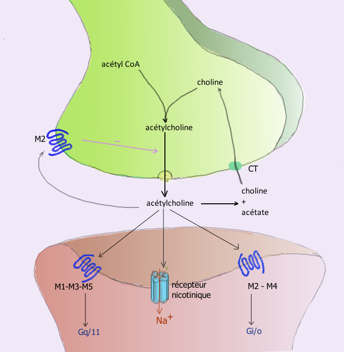 An acetylcholine synapse. Release, binding and enzymatic breakdown occur within milliseconds, and each step is a distinct pharmacological target.