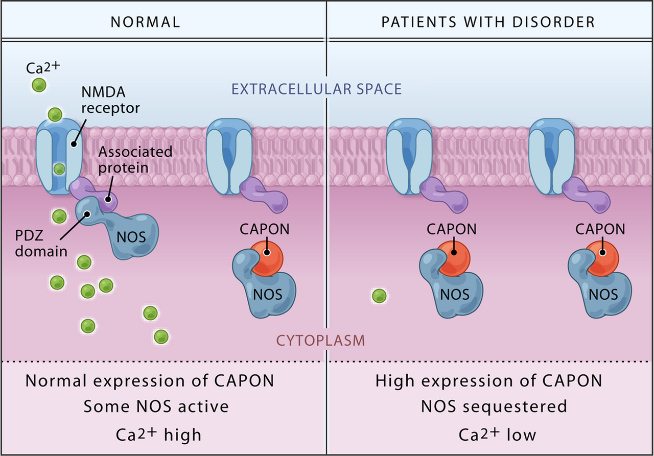 A receptor complex with its associated signalling proteins. Most psychoactive drugs act at points in arrangements like this rather than on the neuron's electrical activity directly.