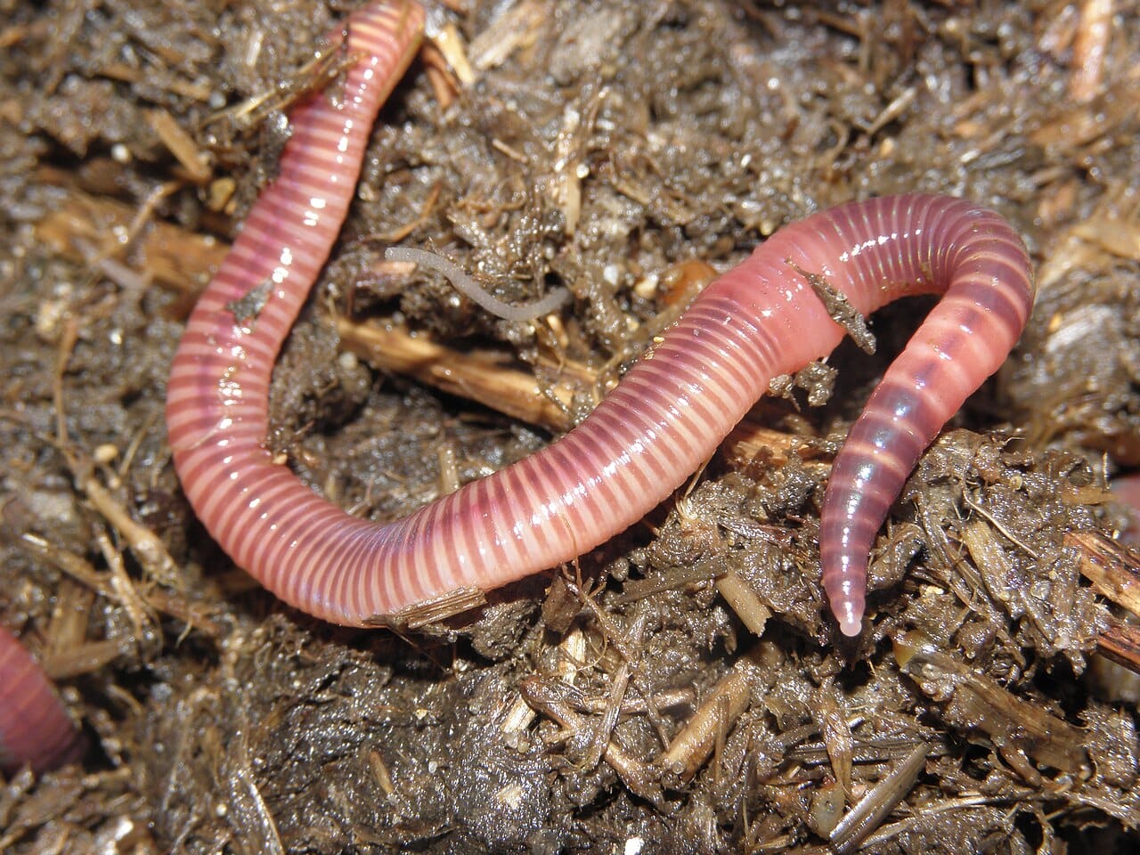 An earthworm. Darwin's final book argued that worms had reshaped English soil over long periods, which is the earliest sustained treatment of the idea.