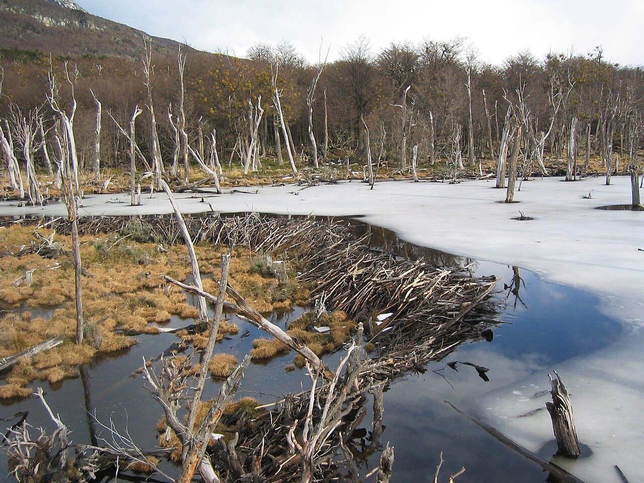 Beaver-modified landscape. The environmental change persists across generations and is inherited by whatever lives there, including species unrelated to the builders.