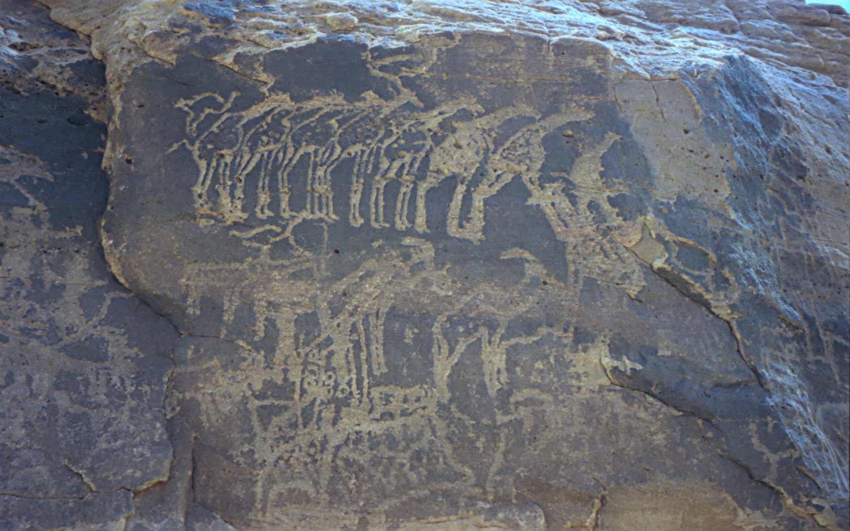 Ancient rock engravings of giraffes and other animals, made when the Sahara of Niger was green and watered. Credit: Dan Lundberg (CC BY-SA 2.0).