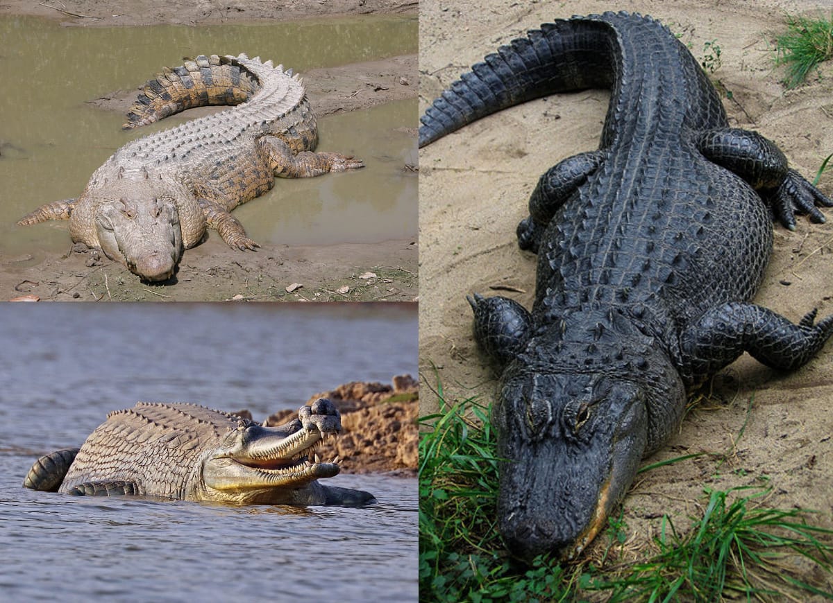 Crocodilian diversity. The order includes crocodiles, alligators, caimans and the gharial, and has changed remarkably little in overall body plan for tens of millions of years.