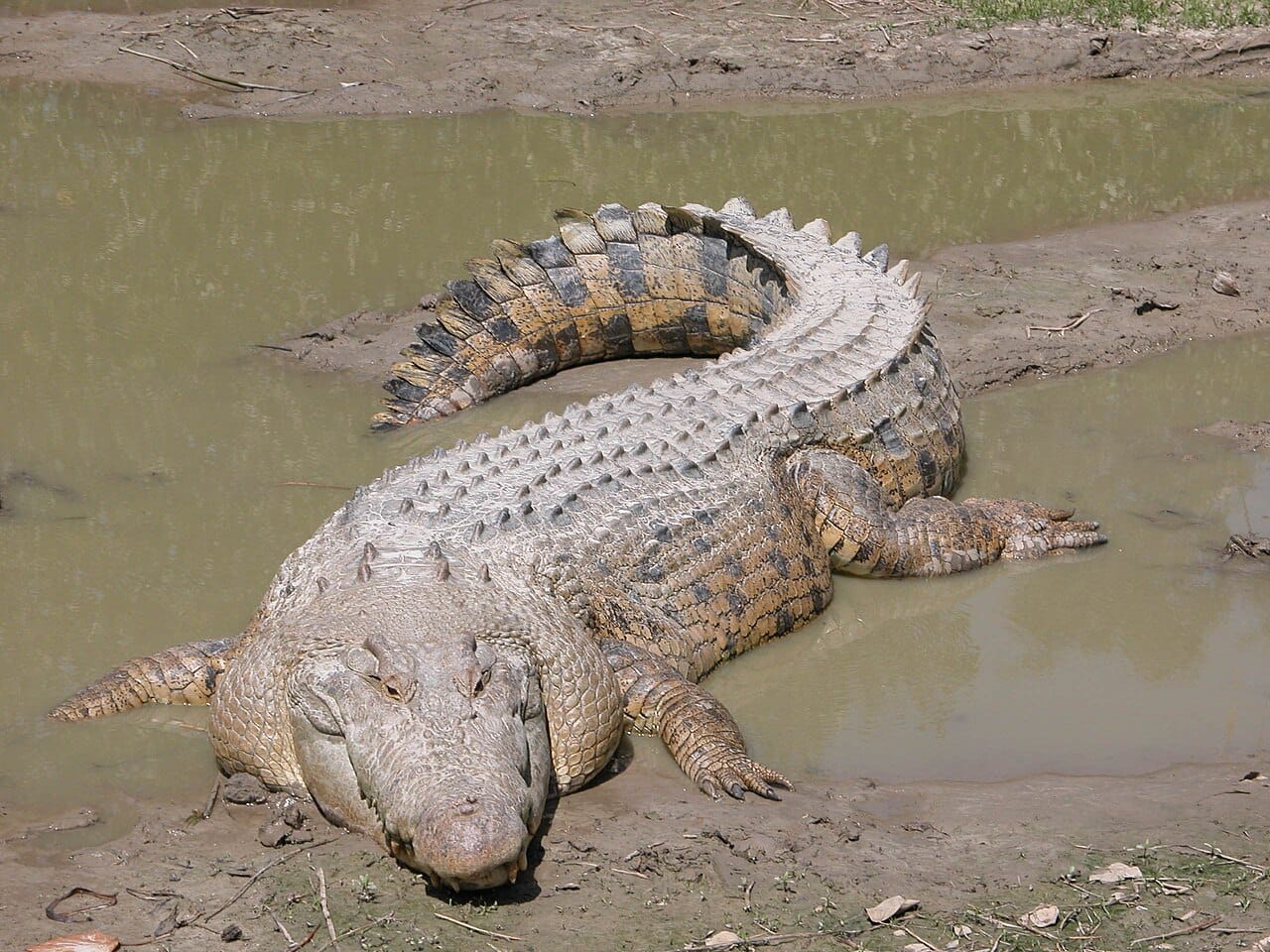 A saltwater crocodile, the largest living crocodilian and the only one that exceeds the Nile crocodile in size. It ranges from India to northern Australia.