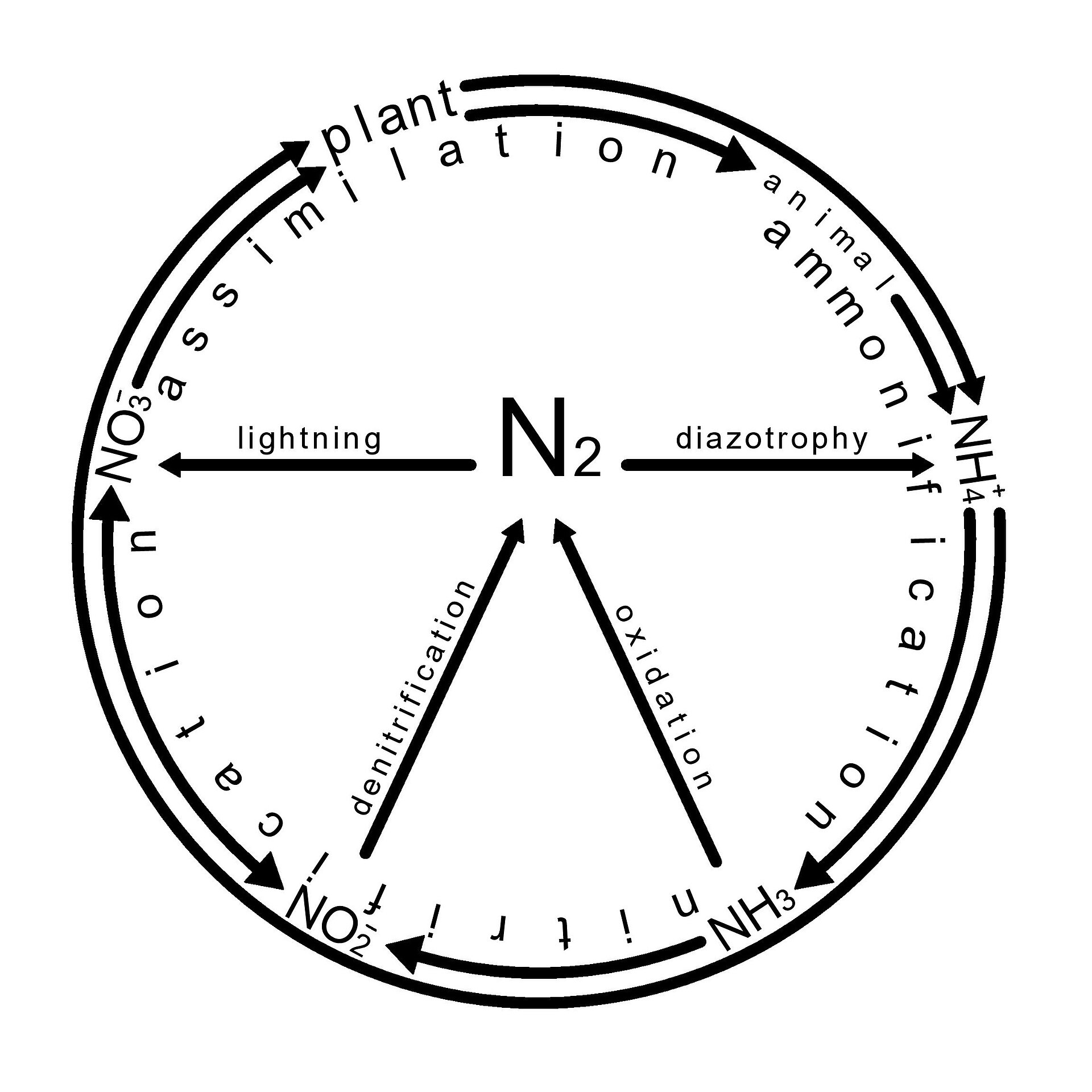 Classical representation of nitrogen cycle Credit: Hovsep Grigoryan (CC BY-SA 4.0).