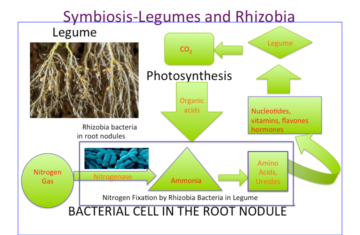 Root nodules formed by legume and bacterium together. The plant supplies energy and an oxygen-buffering protein; the bacteria supply fixed nitrogen.