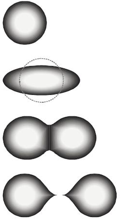 A fissioning nucleus deforming and splitting. Absorbing a neutron makes the nucleus oscillate; if it stretches far enough, electrostatic repulsion overcomes the strong force and it divides.