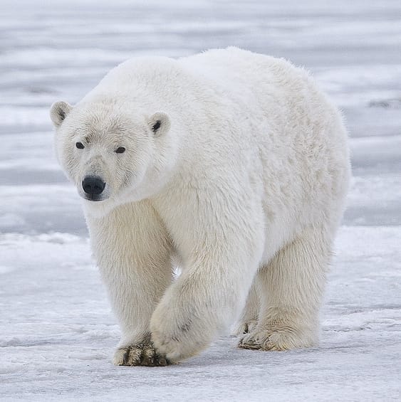 A polar bear on the Arctic ice. Nunavut's frozen seas and tundra are home to polar bears, seals, whales, and caribou, some of the most iconic wildlife of the far north.
