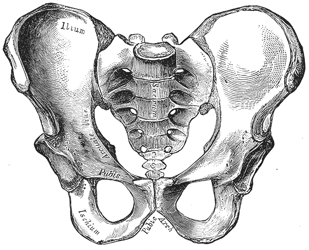 The human pelvis. The birth canal changes shape along its length, which is why the infant must rotate during descent, a manoeuvre no other primate requires.