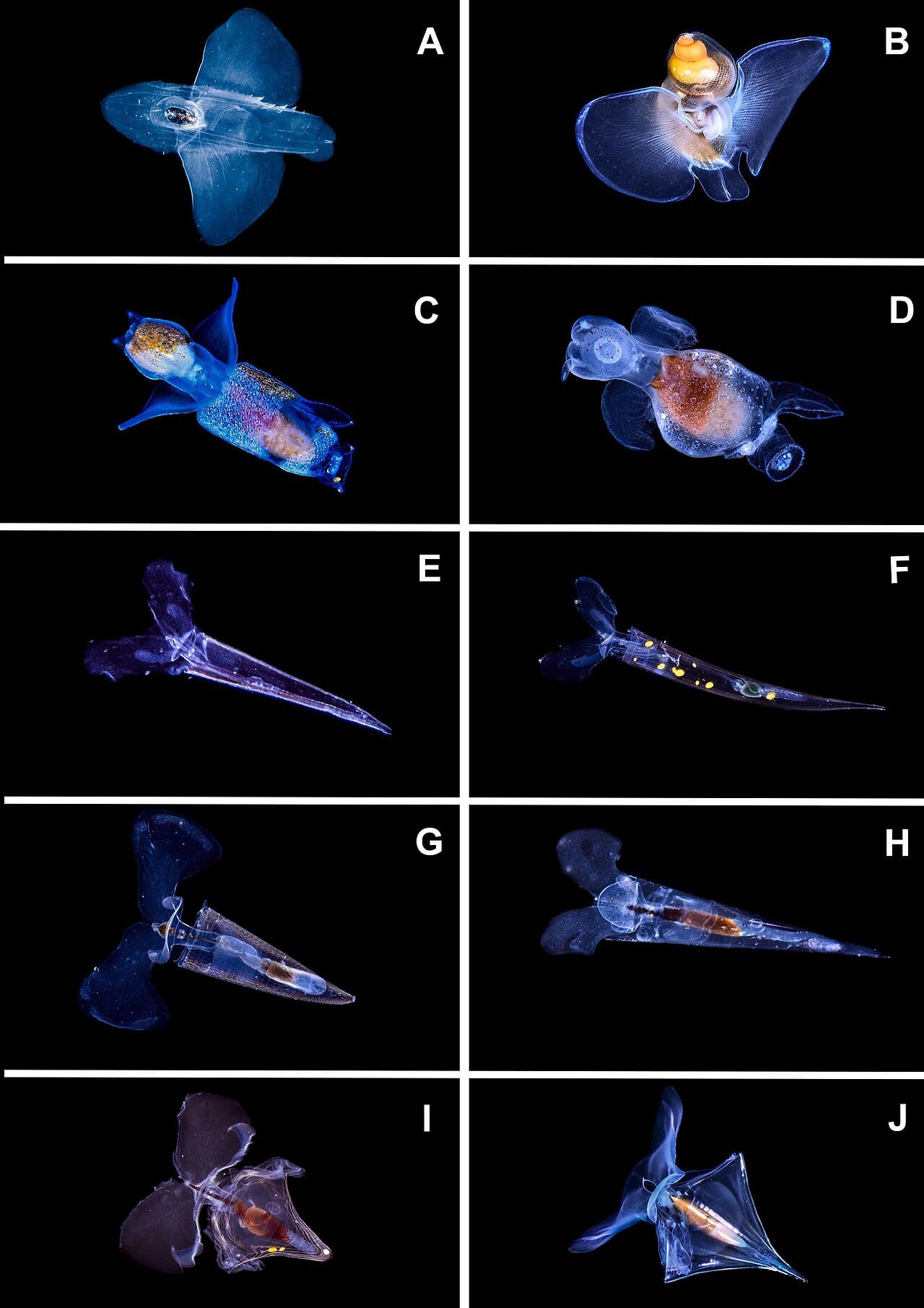 Pteropods, free-swimming sea snails with thin aragonite shells. They are among the most vulnerable organisms and are a major food source in polar and subpolar food webs.